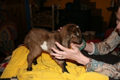 Baby Goat