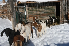Follow me to Cottonwood Meadow