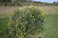 Spring Flowers