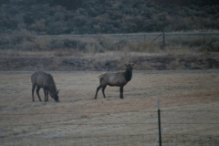 Elks